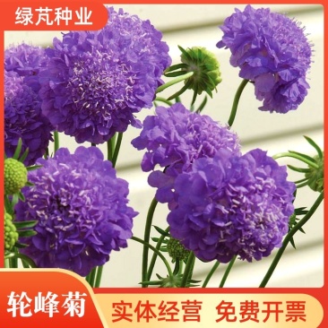 轮峰菊种子紫盆花松虫草山萝卜种子四季观赏花庭院阳台景观花