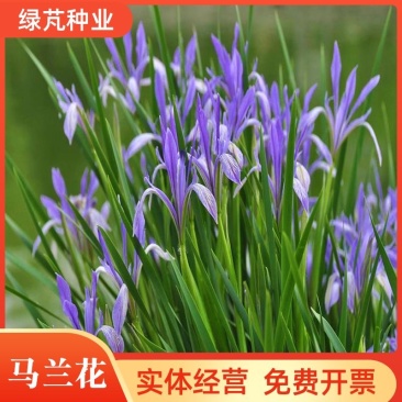 马莲种子多年生植物花种马兰种子耐寒耐旱耐劳提供种植技术
