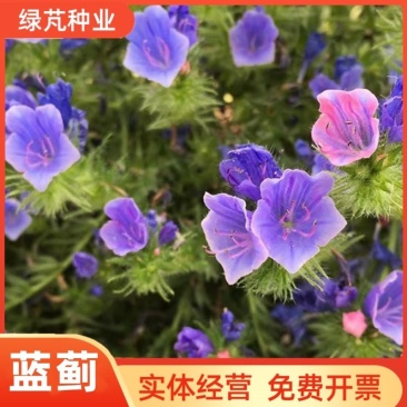 蓝蓟种子蓝蓟蓝刺头种子多年生四季花庭院观赏绿化盆栽蓝色