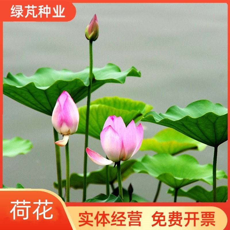 荷花种子水培植物莲子种子已开口室内庭院盆栽四季