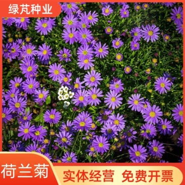 荷兰菊种子高山紫苑种子多年生花卉四季易播庭院盆栽景观花海