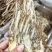 滋补品当归片无硫芯片可供当归个子