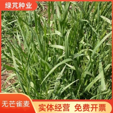 无芒雀麦种子多年生草籽养殖绿化固土护坡耐寒耐旱四季青