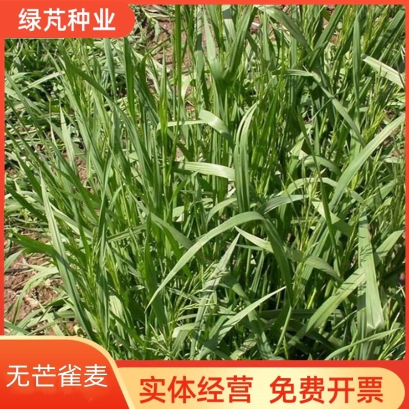 无芒雀麦种子多年生草籽养殖绿化固土护坡耐寒耐旱四季青