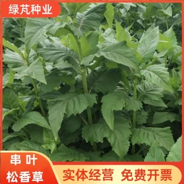 高产多年生串叶松香草牧草种子营养丰富适口性好耐寒耐热