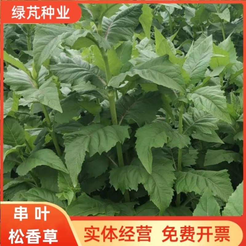高产多年生串叶松香草牧草种子营养丰富适口性好耐寒耐热