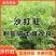 沙打旺种子牧草种子四季绿肥防沙固土护坡耐寒耐旱