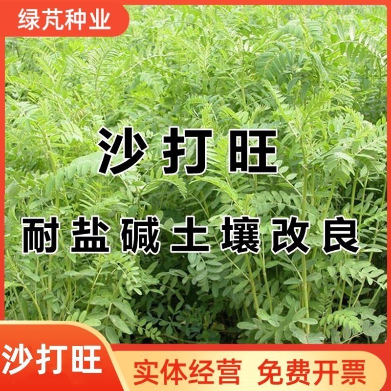 沙打旺种子牧草种子四季绿肥防沙固土护坡耐寒耐旱