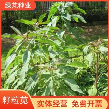 美国进口籽粒苋种子优质牧草高蛋白产量高易种植