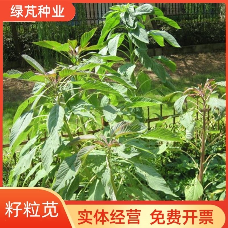 美国进口籽粒苋种子优质牧草高蛋白产量高易种植