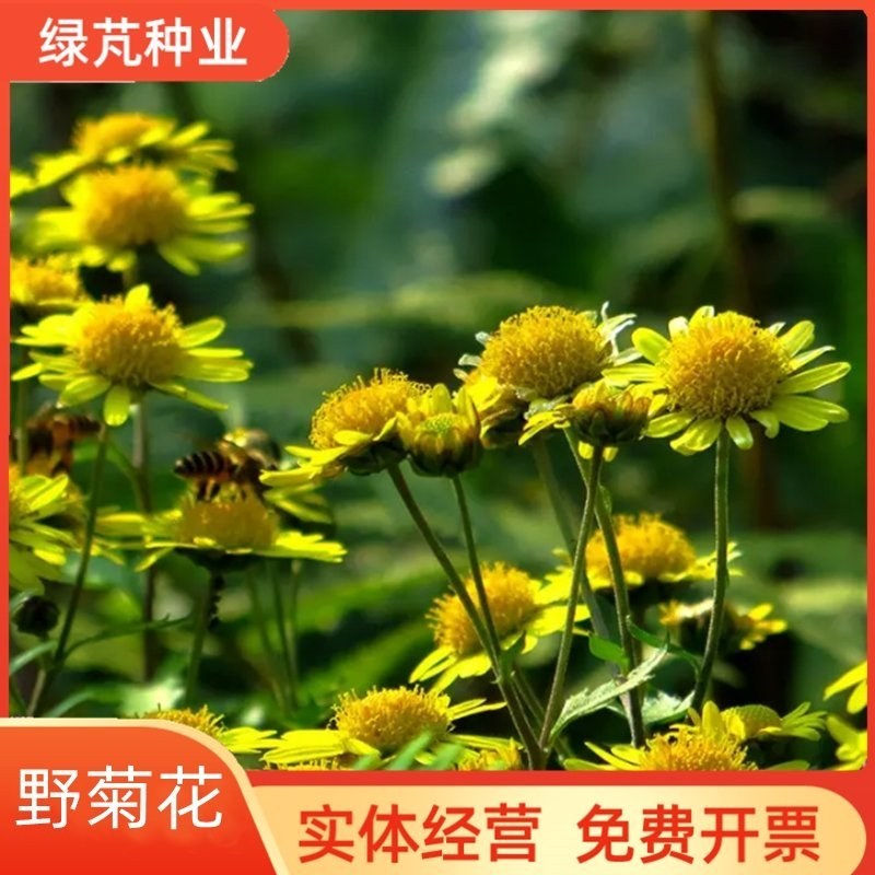 野菊花种子可药用泡茶菊花种籽山坡路边多年生宿根花卉