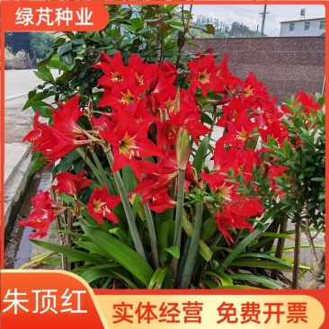 朱顶红种球荷兰进口多年生宿根花卉球根重瓣朱顶红混色种球