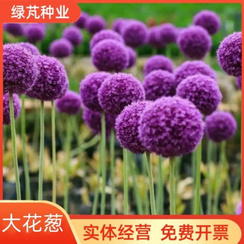 大花葱种子多年生花卉绿植盆栽庭院花园打造花海植物花卉种子