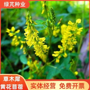 草木樨种子绿肥黄花苜蓿草木樨牧草型耐寒耐贫瘠草籽