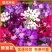 蜂室花种子矮生花卉庭院种植屈曲花景观花海绿化花卉种子