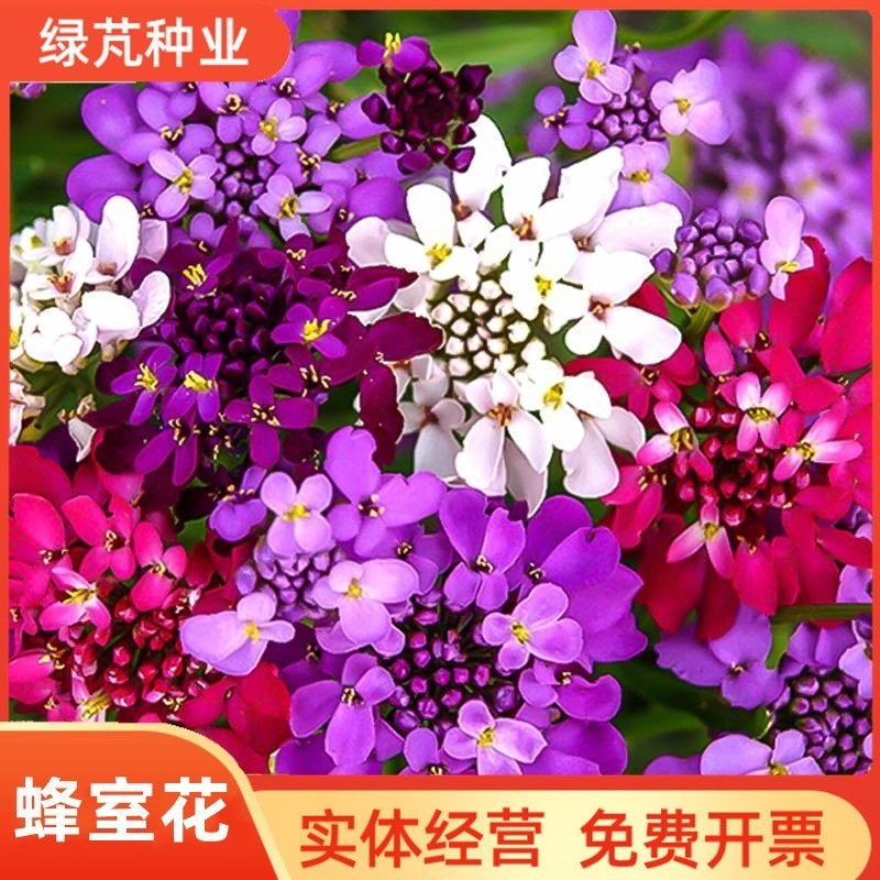 蜂室花种子矮生花卉庭院种植屈曲花景观花海绿化花卉种子
