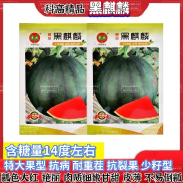 科高黑麒麟西瓜种子特大果抗病耐重茬西瓜种子耐裂果少籽型西