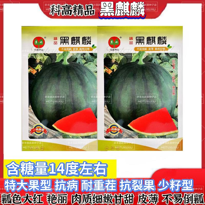 科高黑麒麟西瓜种子特大果抗病耐重茬西瓜种子耐裂果少籽型西