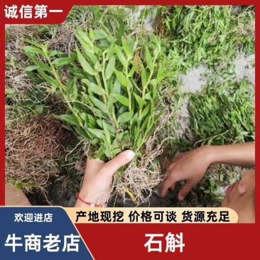 野生石斛，新鲜石斛，石斛鲜货，石斛干货，新鲜货30斤起批