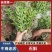 野生石斛，新鲜石斛，石斛鲜货，石斛干货，新鲜货30斤起批