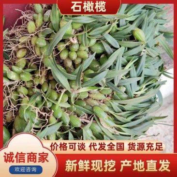 石橄榄双叶小果，云南文山一手货源，货源充足