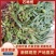 石橄榄双叶小果，云南文山一手货源，货源充足