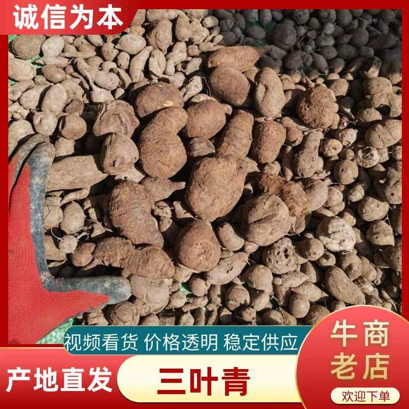云南文山野生三叶青，新鲜统货，选货，一手货源量大从优