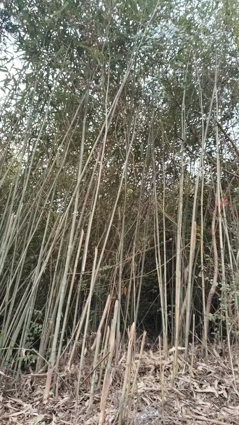 带桠小竹子大量供应价格优惠欢迎来电洽谈品质保证