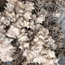 重庆市特产金刚藤，天然无添加，健康养生，货源充足产地直销