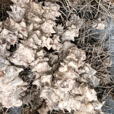 重庆市特产金刚藤，天然无添加，健康养生，货源充足产地直销