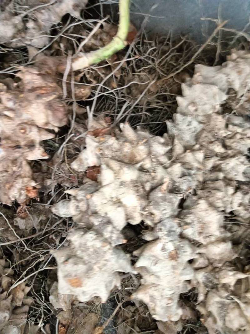 重庆市特产金刚藤，天然无添加，健康养生，货源充足产地直销