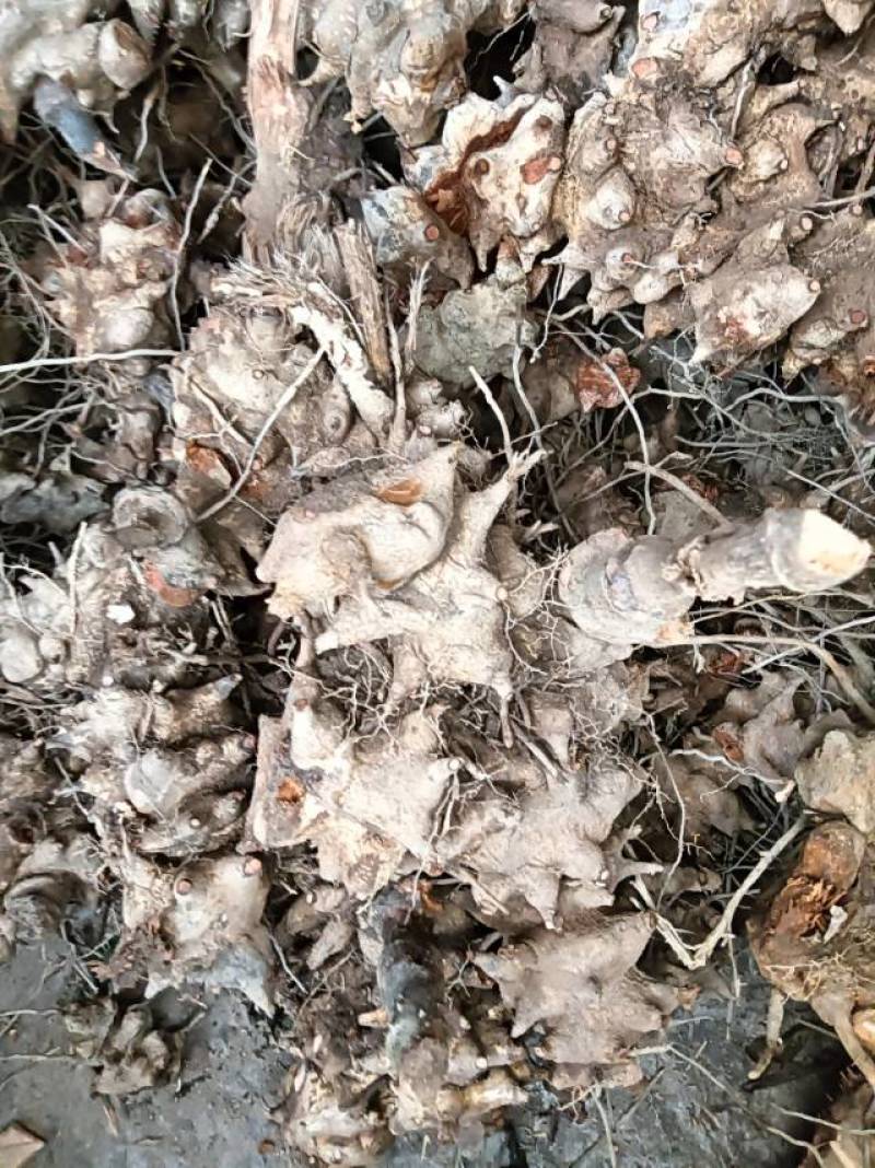 重庆市特产金刚藤，天然无添加，健康养生，货源充足产地直销