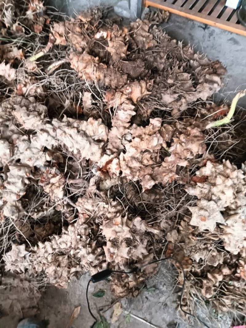 重庆市特产金刚藤，天然无添加，健康养生，货源充足产地直销
