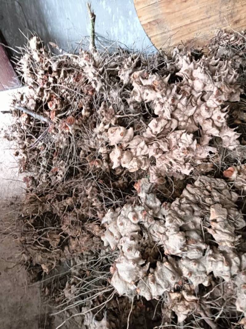 重庆市特产金刚藤，天然无添加，健康养生，货源充足产地直销