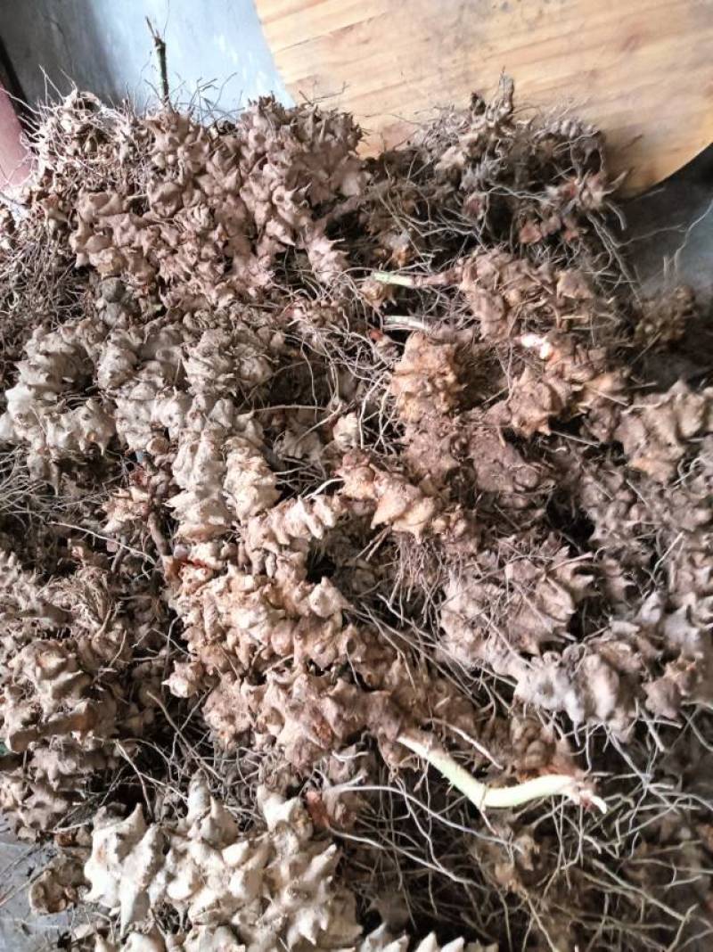 重庆市特产金刚藤，天然无添加，健康养生，货源充足产地直销