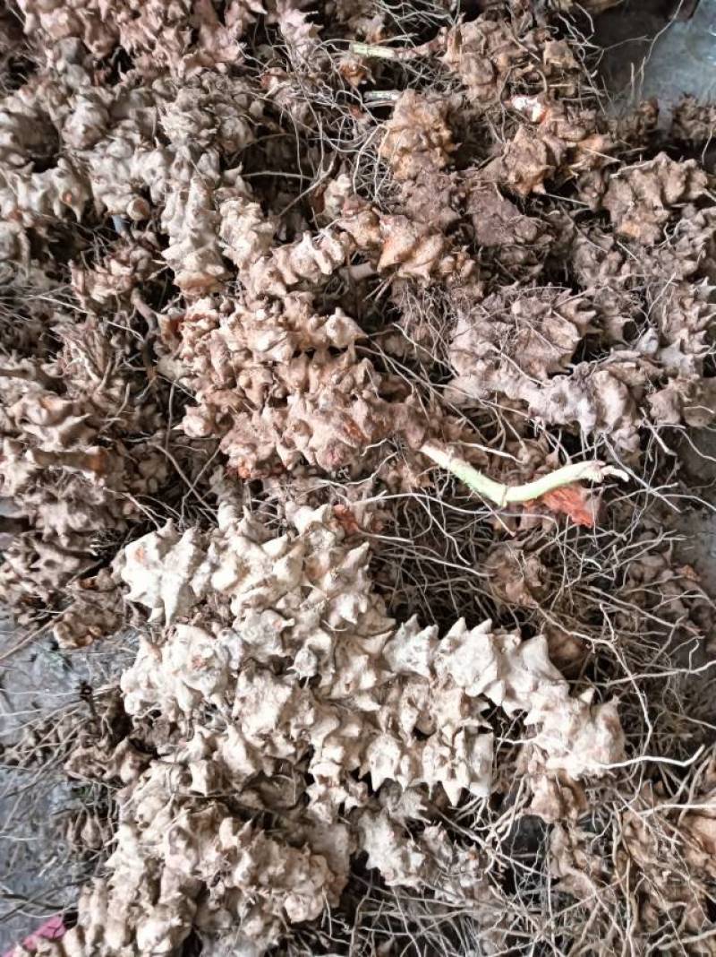 重庆市特产金刚藤，天然无添加，健康养生，货源充足产地直销