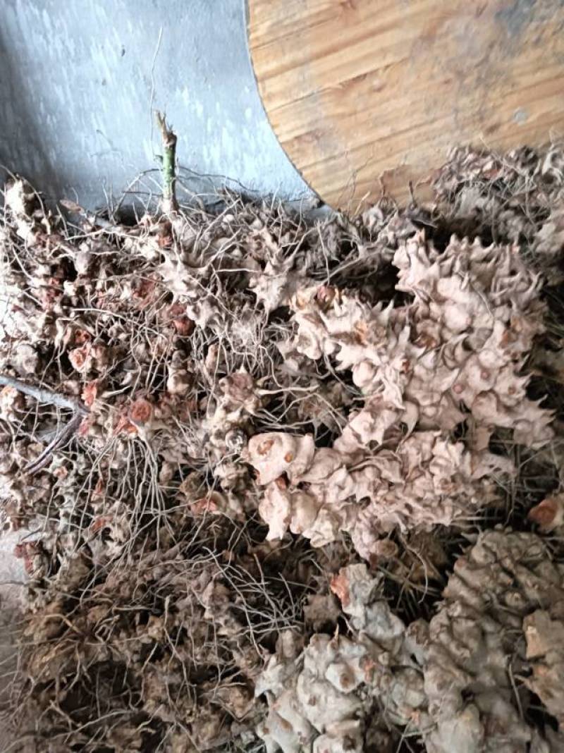 重庆市特产金刚藤，天然无添加，健康养生，货源充足产地直销
