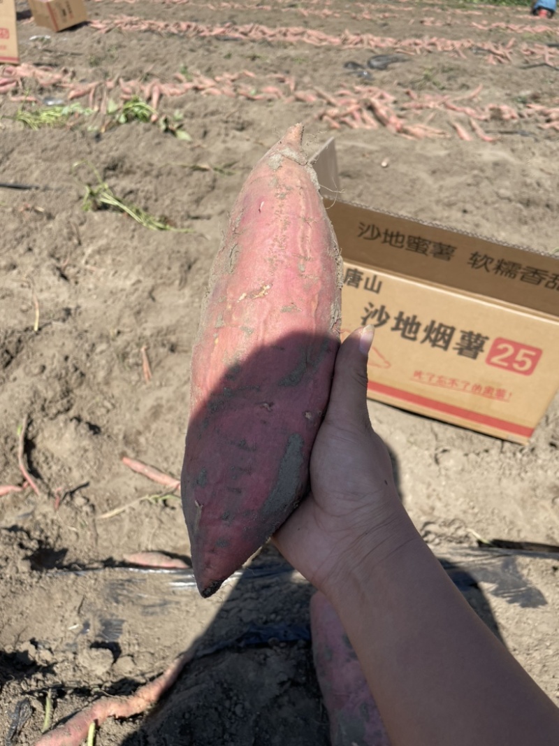烟薯25烤块流油流蜜精品唐山货，可供河南烤薯店