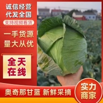 包菜奥奇娜甘蓝圆包菜湖北甘蓝新鲜包菜产地发货大量供货