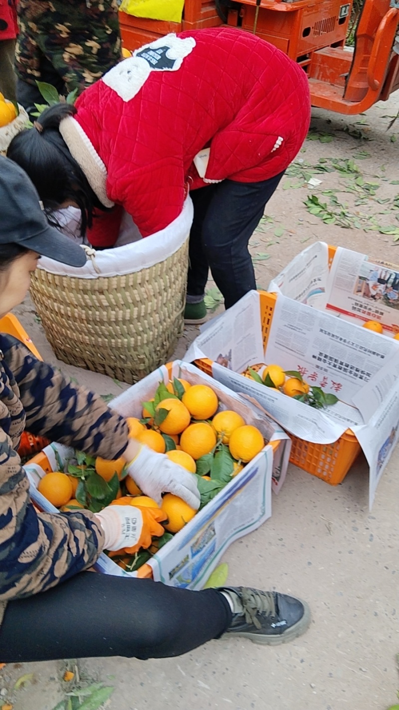 长江边上纽荷尔上市了；口感纯甜有需要的老板联系我