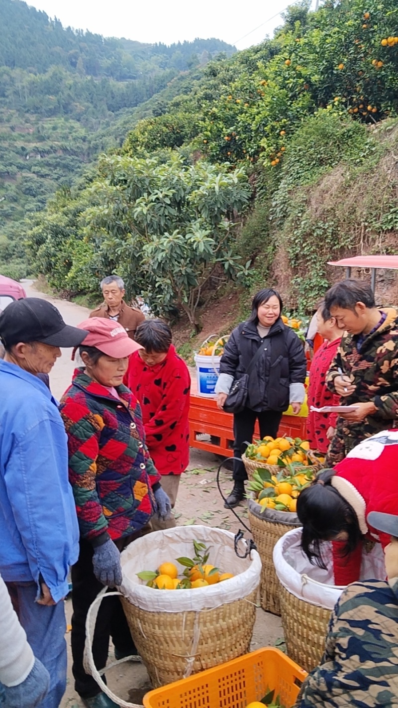 长江边上纽荷尔上市了；口感纯甜有需要的老板联系我