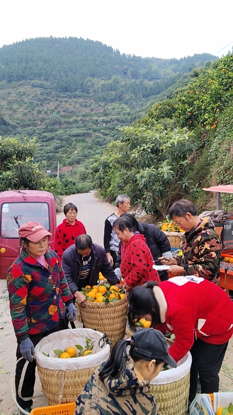 长江边上纽荷尔上市了；口感纯甜有需要的老板联系我