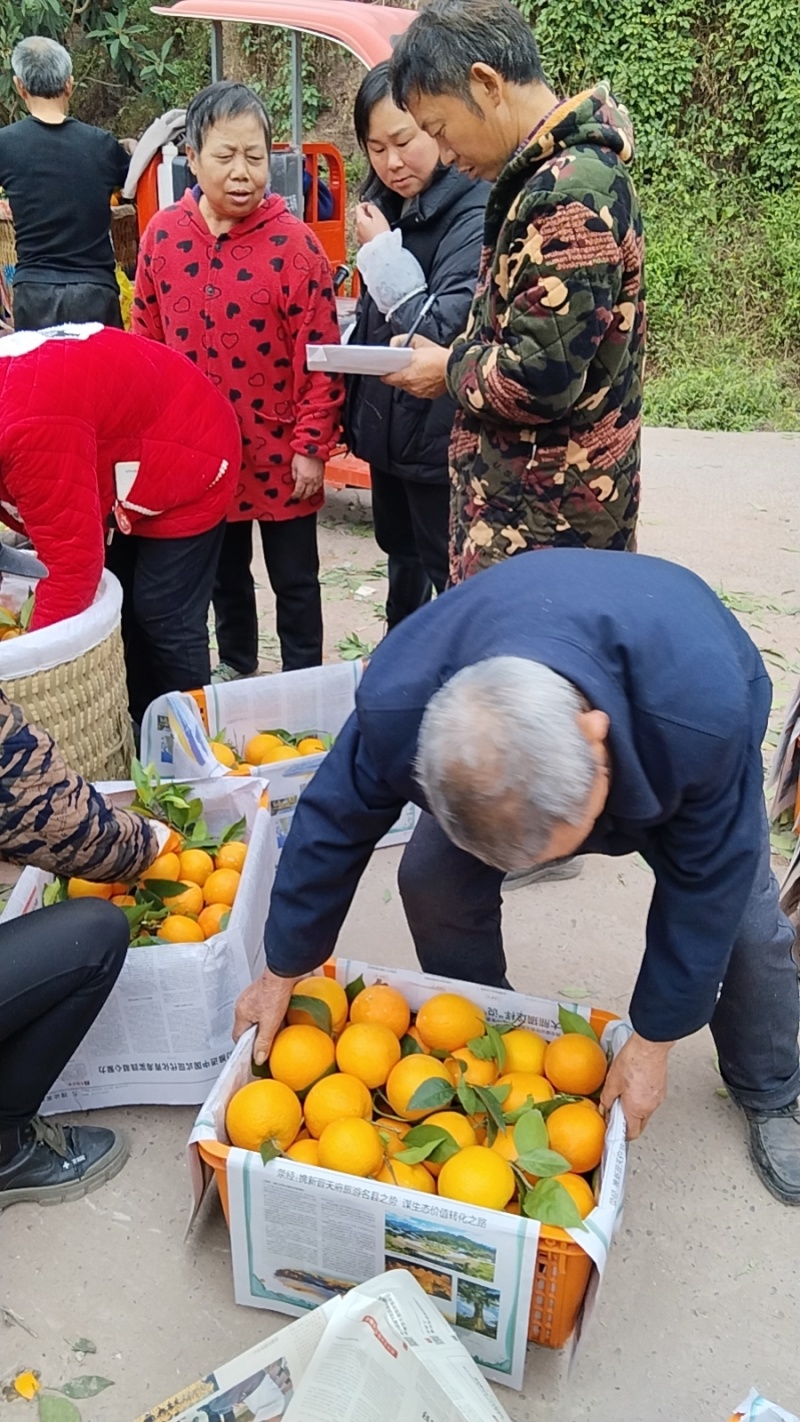 长江边上纽荷尔上市了；口感纯甜有需要的老板联系我