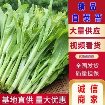 白菜苔白菜芯油菜苔产地直供一手货源