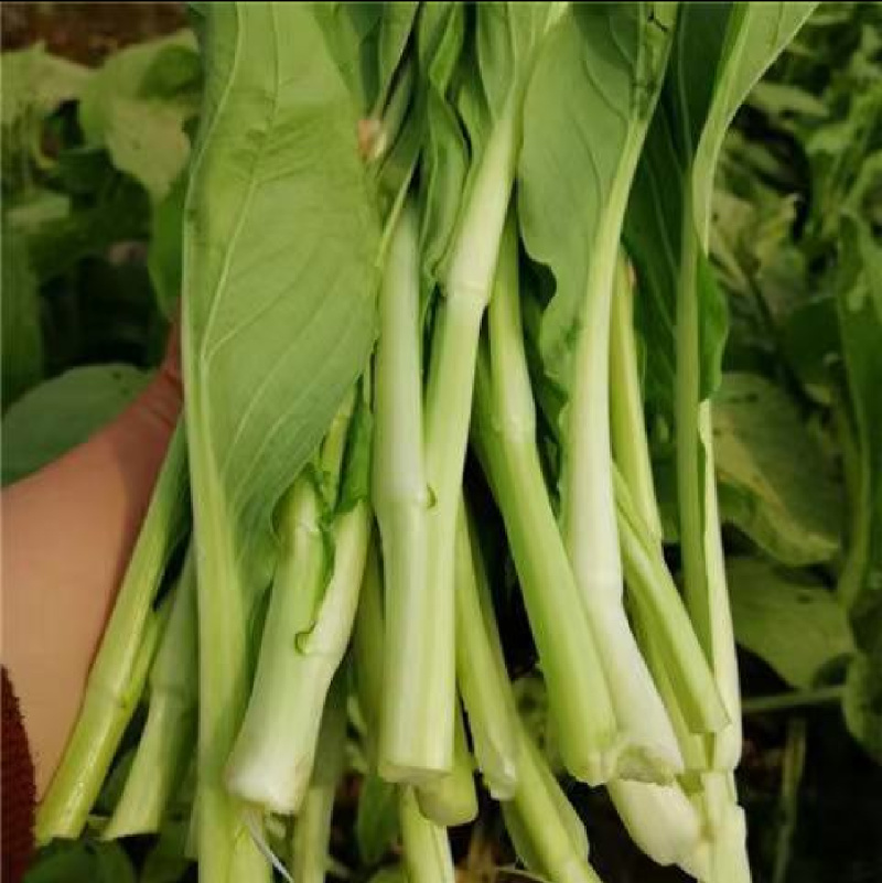 白菜苔白菜芯油菜苔产地直供一手货源