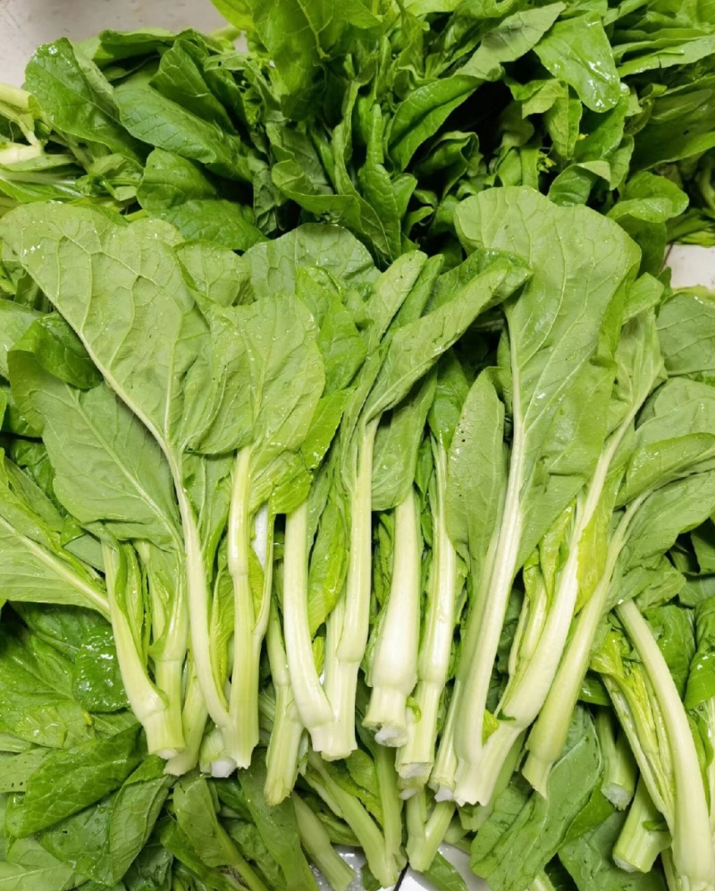 白菜苔白菜芯油菜苔产地直供一手货源