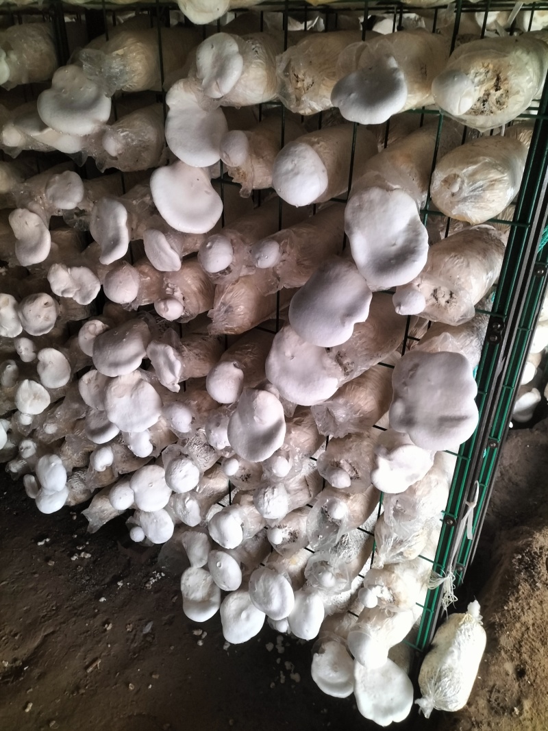 本种植园大量供应白灵菇