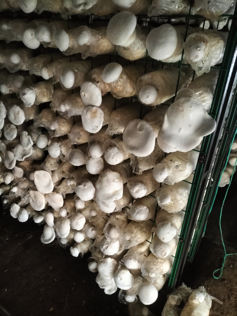 本种植园大量供应白灵菇