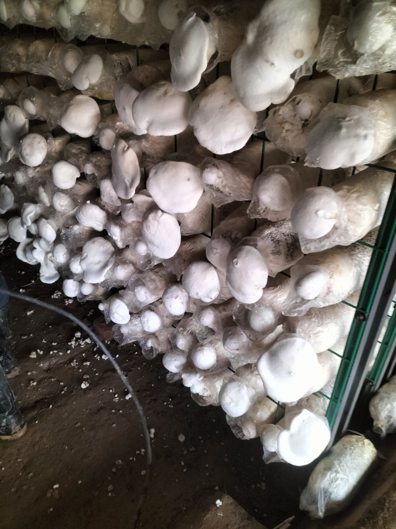 本种植园大量供应白灵菇