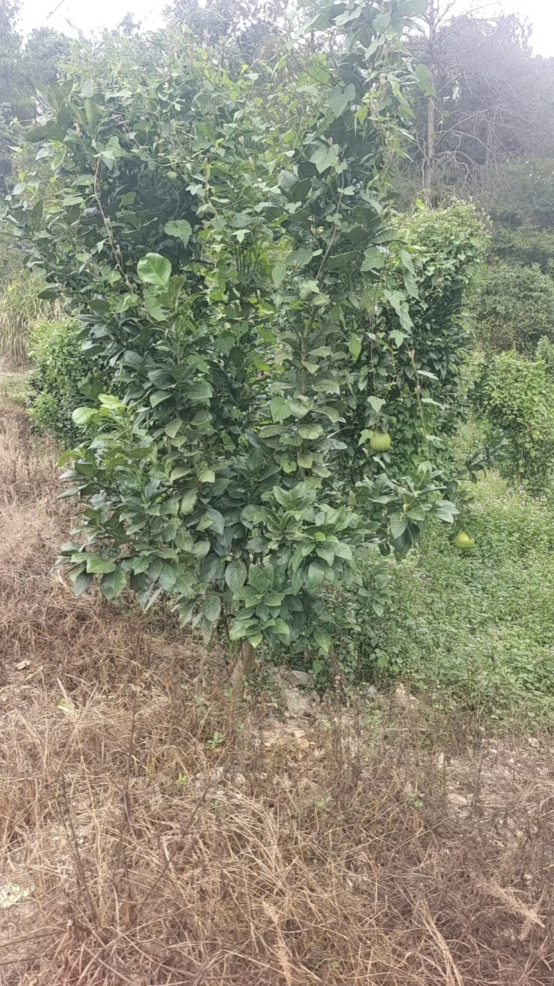 大南马家柚苗